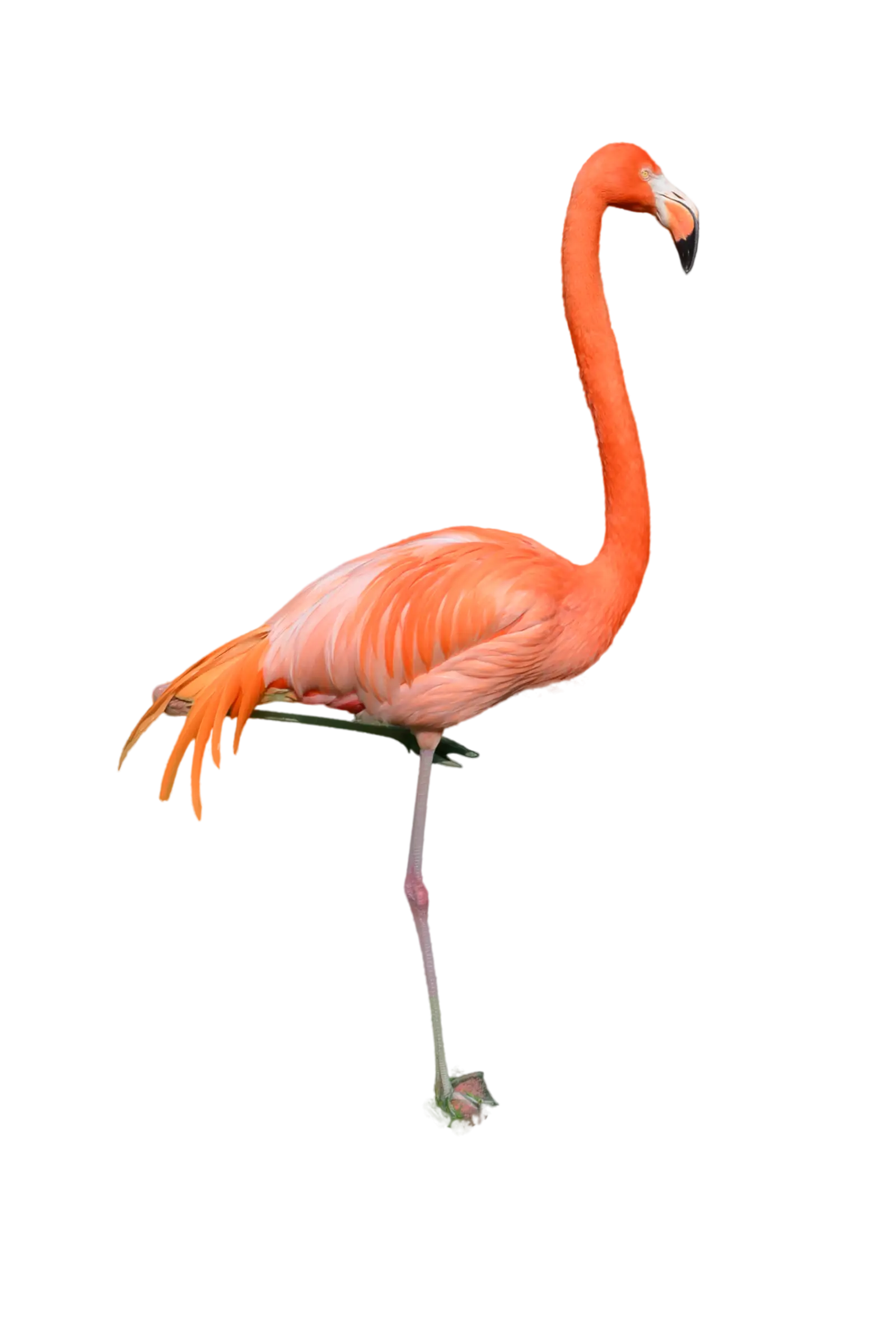 Standing Pink Flamingo