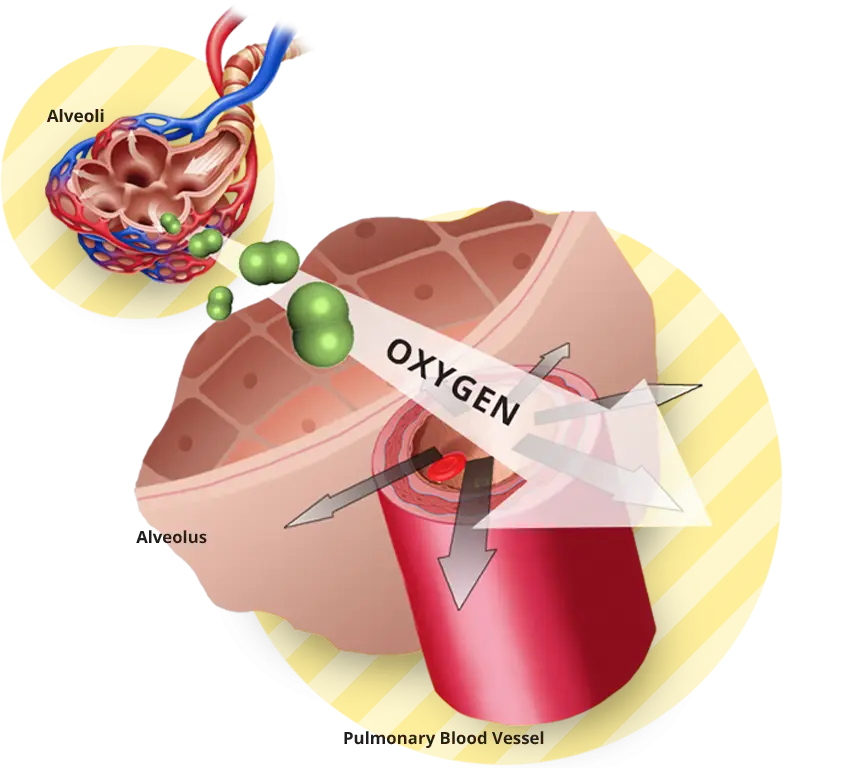 Lung Alveoli and Oxygen Exchange