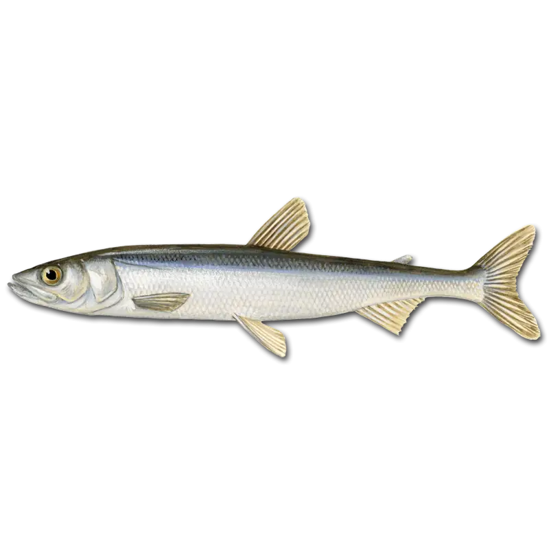 Realistic Fish Illustration for Marine Theme