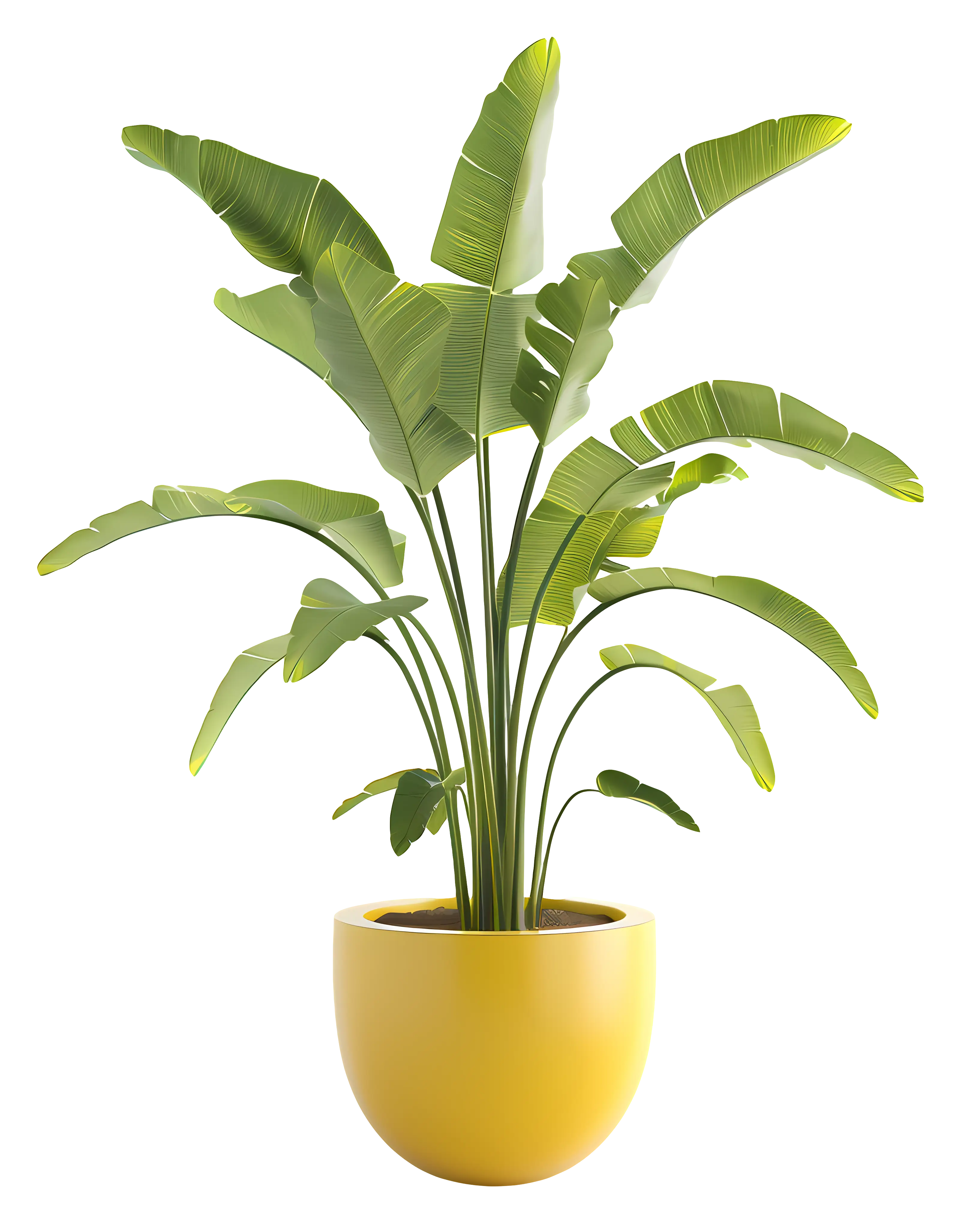 Banana plant in a bright yellow pot