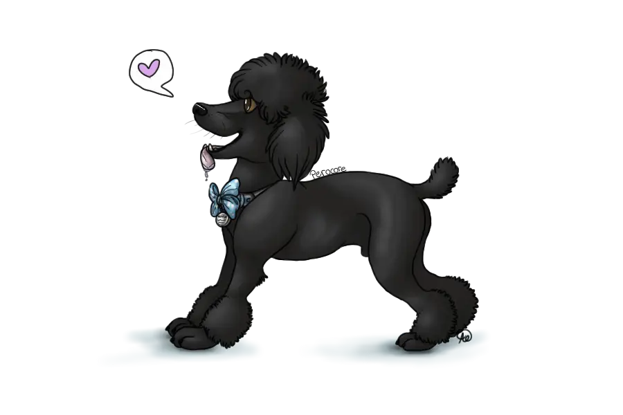 Cute Black Poodle with Bow Tie