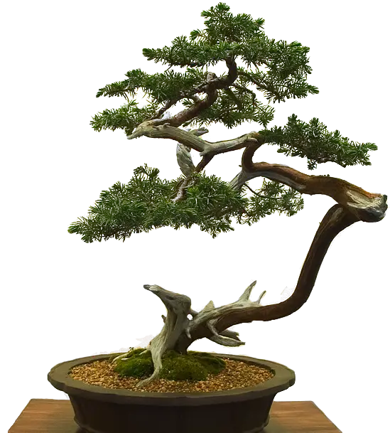 Beautiful Bonsai Tree in Pot