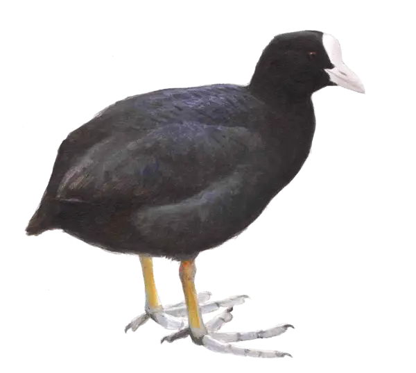 Black Bird with White Beak