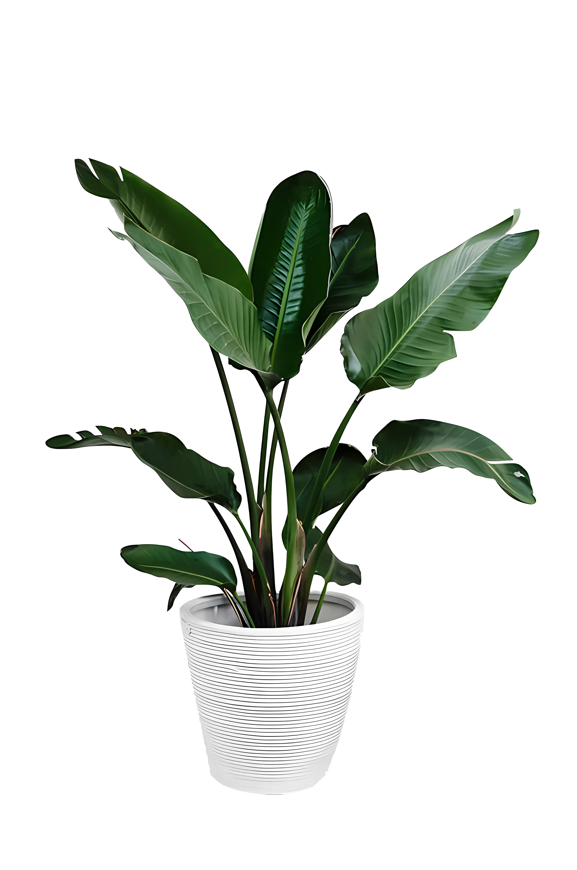Leafy Indoor Potted Plant
