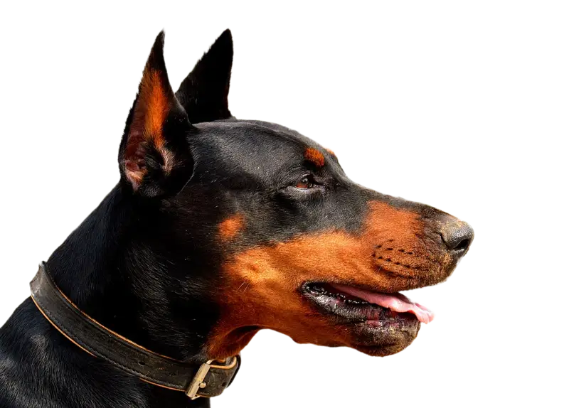 Doberman Dog Side Profile