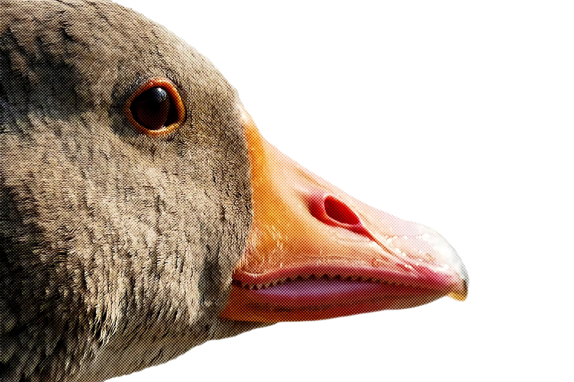 Close-Up of a Goose&#039;s Beak