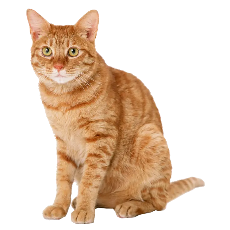 Cute Orange Cat Sitting