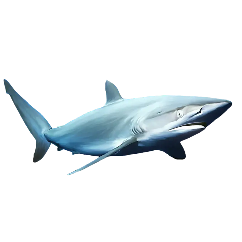 Blue Ocean Shark Realistic Illustration
