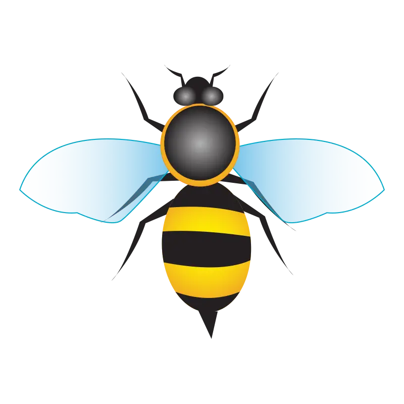 Yellow and Black Honeybee with Transparent Wings