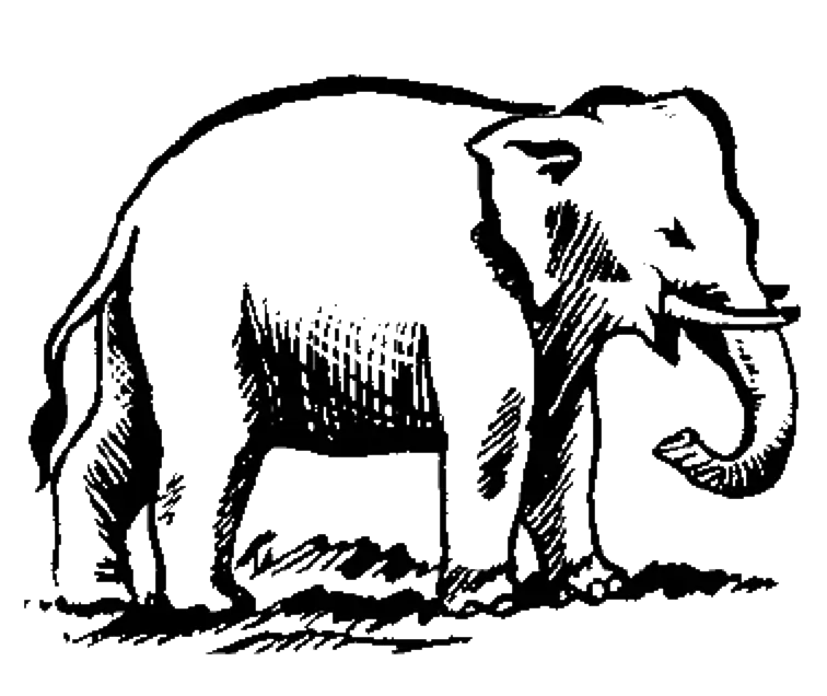 Elegant Elephant Sketch Drawing
