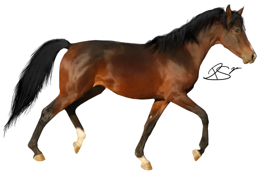 Brown Horse Walking Illustration