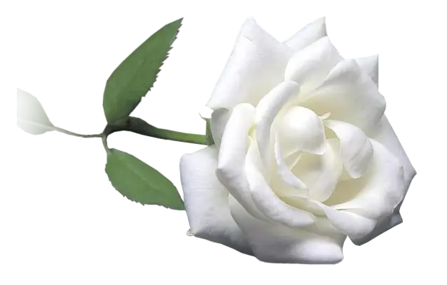 Elegant White Rose with Green Leaves