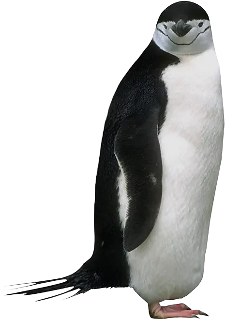Cute Penguin Standing