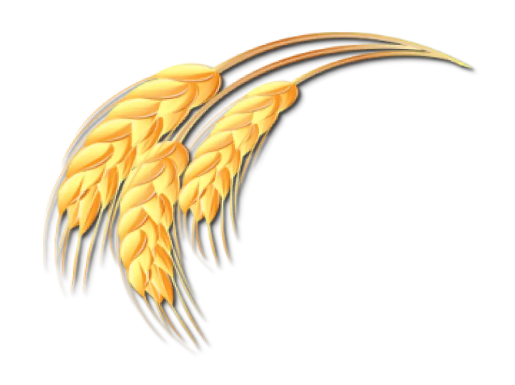 Golden Wheat Stalks Illustration