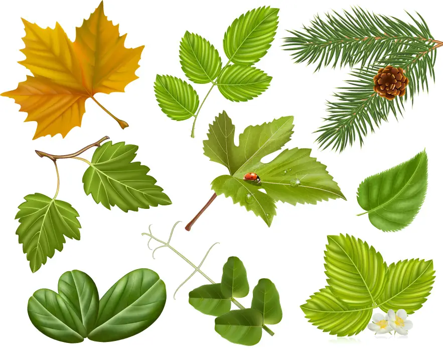 Various Green and Autumn Leaves