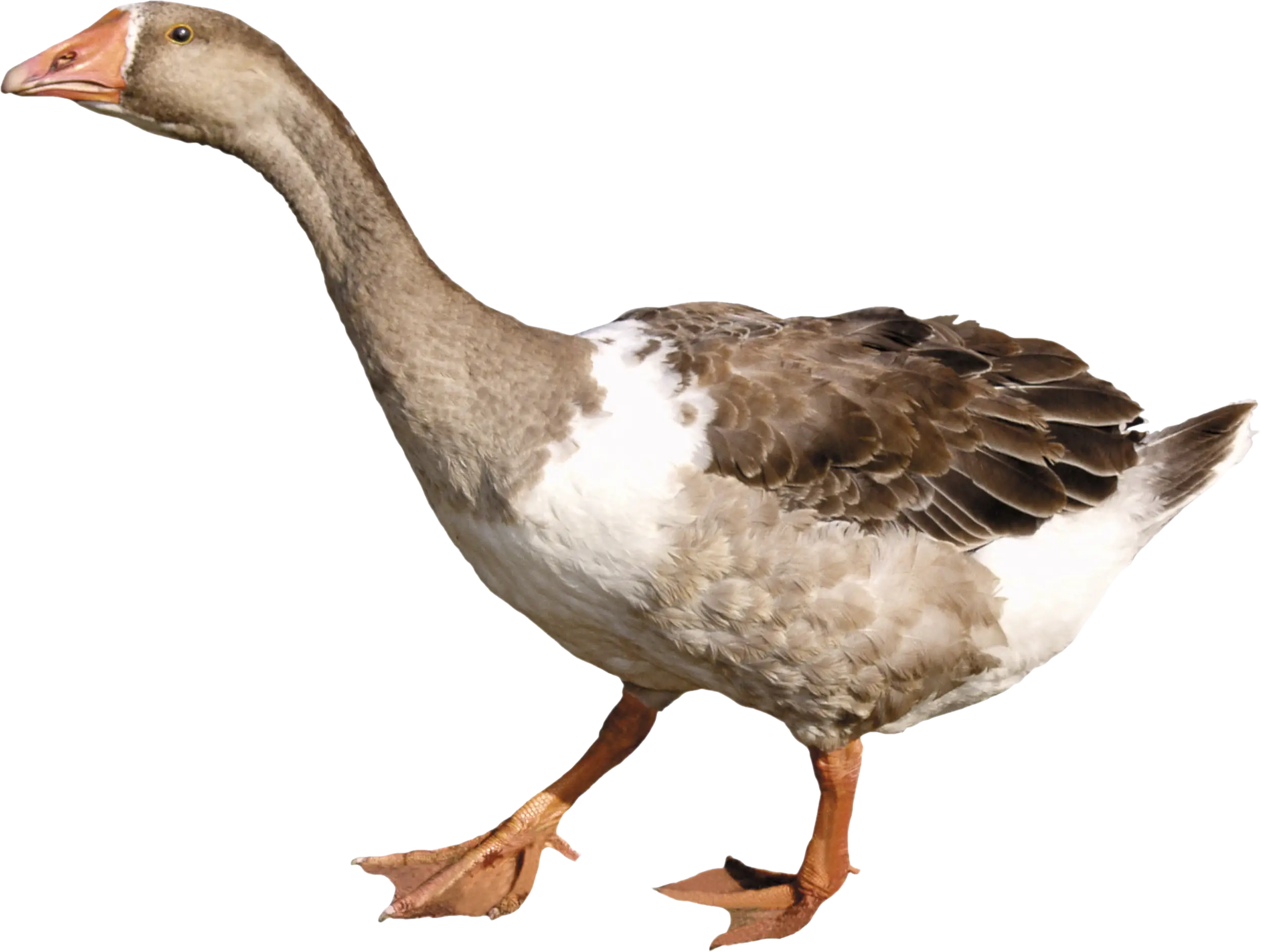 Brown Goose Standing