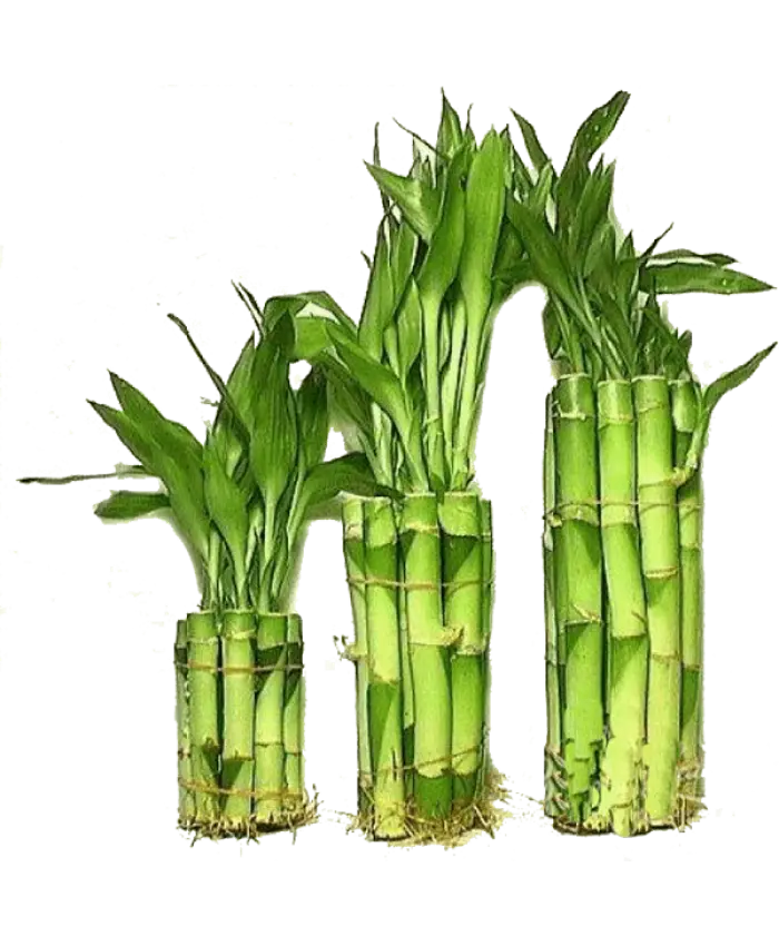 Green Lucky Bamboo Stalks