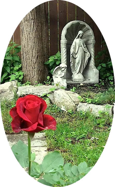 Red Rose in Garden with Statue