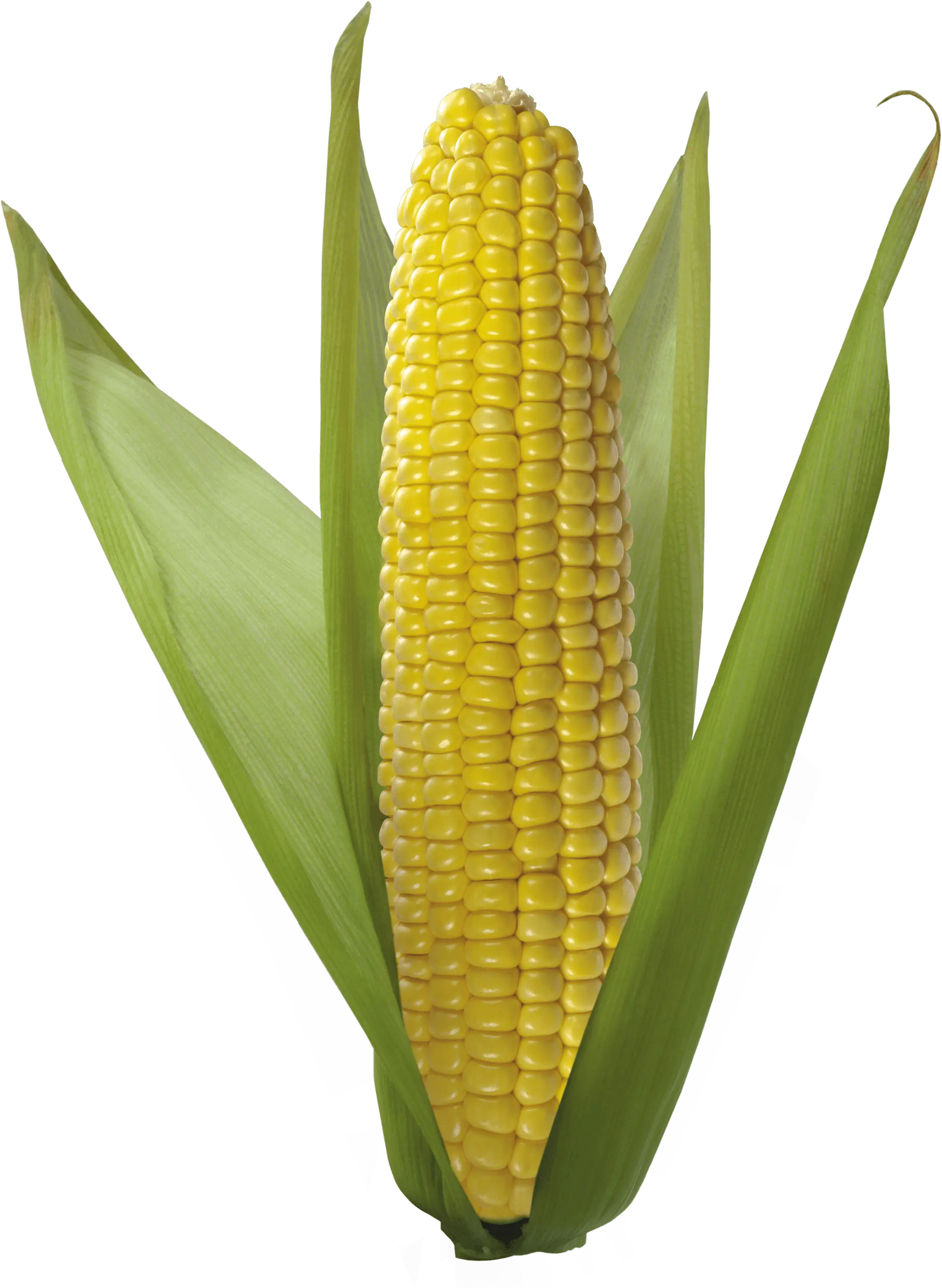 Fresh Yellow Corn with Green Husk