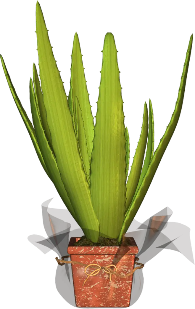 Potted Aloe Vera Plant for Home Decor