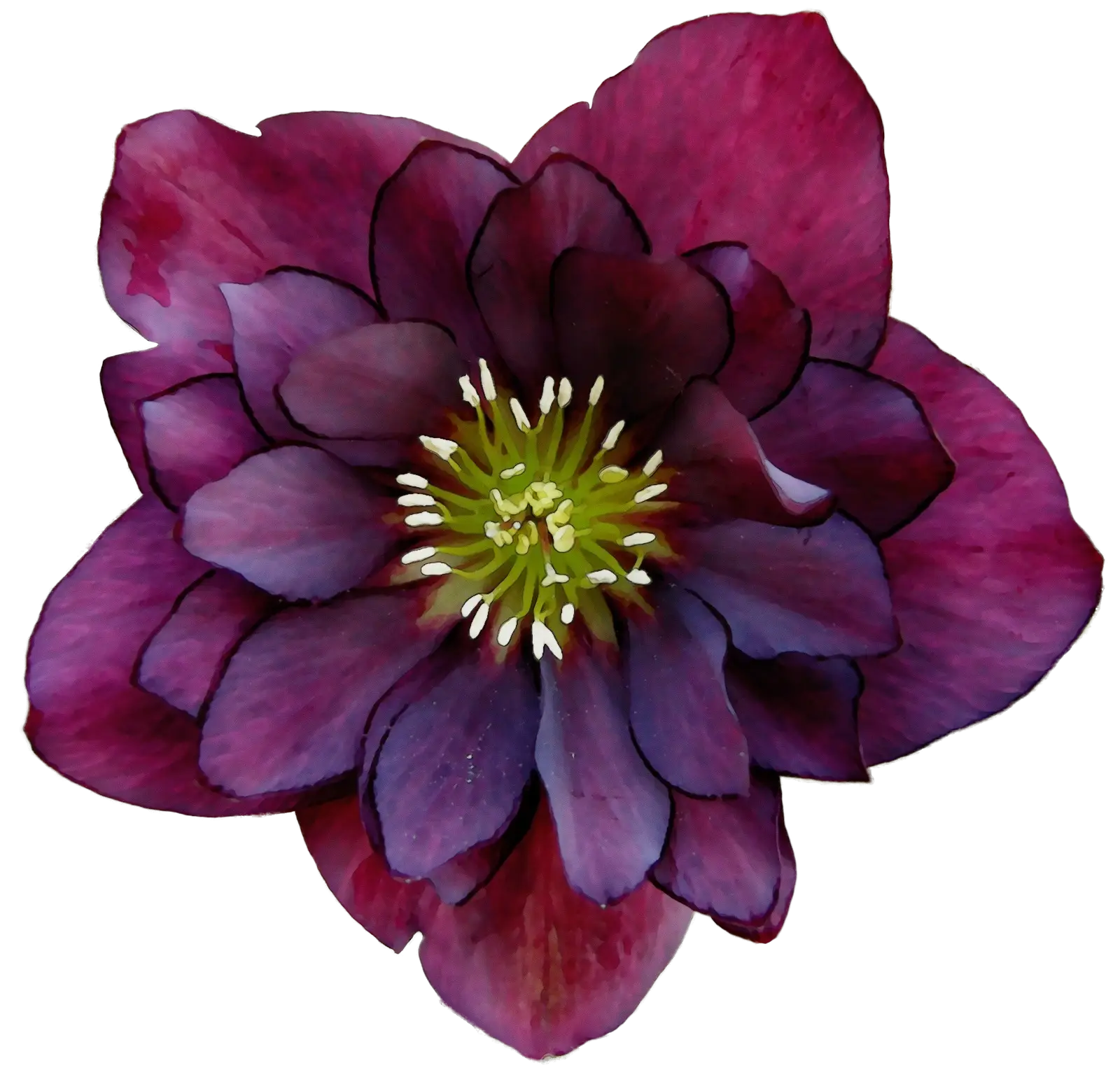 Realistic Dark Purple Flower Illustration