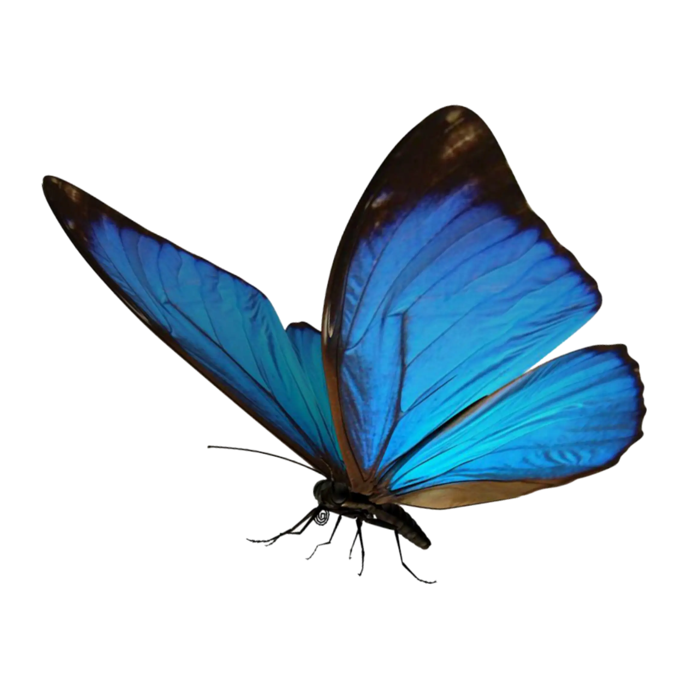 Vibrant Blue Butterfly in Motion