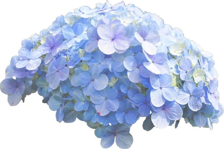 Beautiful Blue Hydrangea Illustration