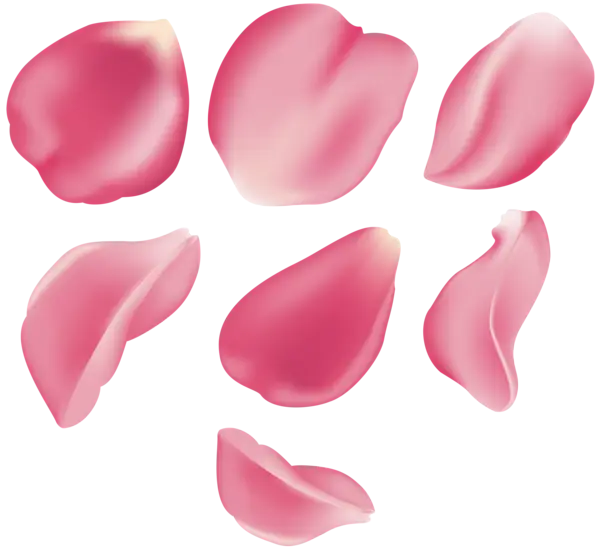Pink Rose Petals for Romantic Decoration