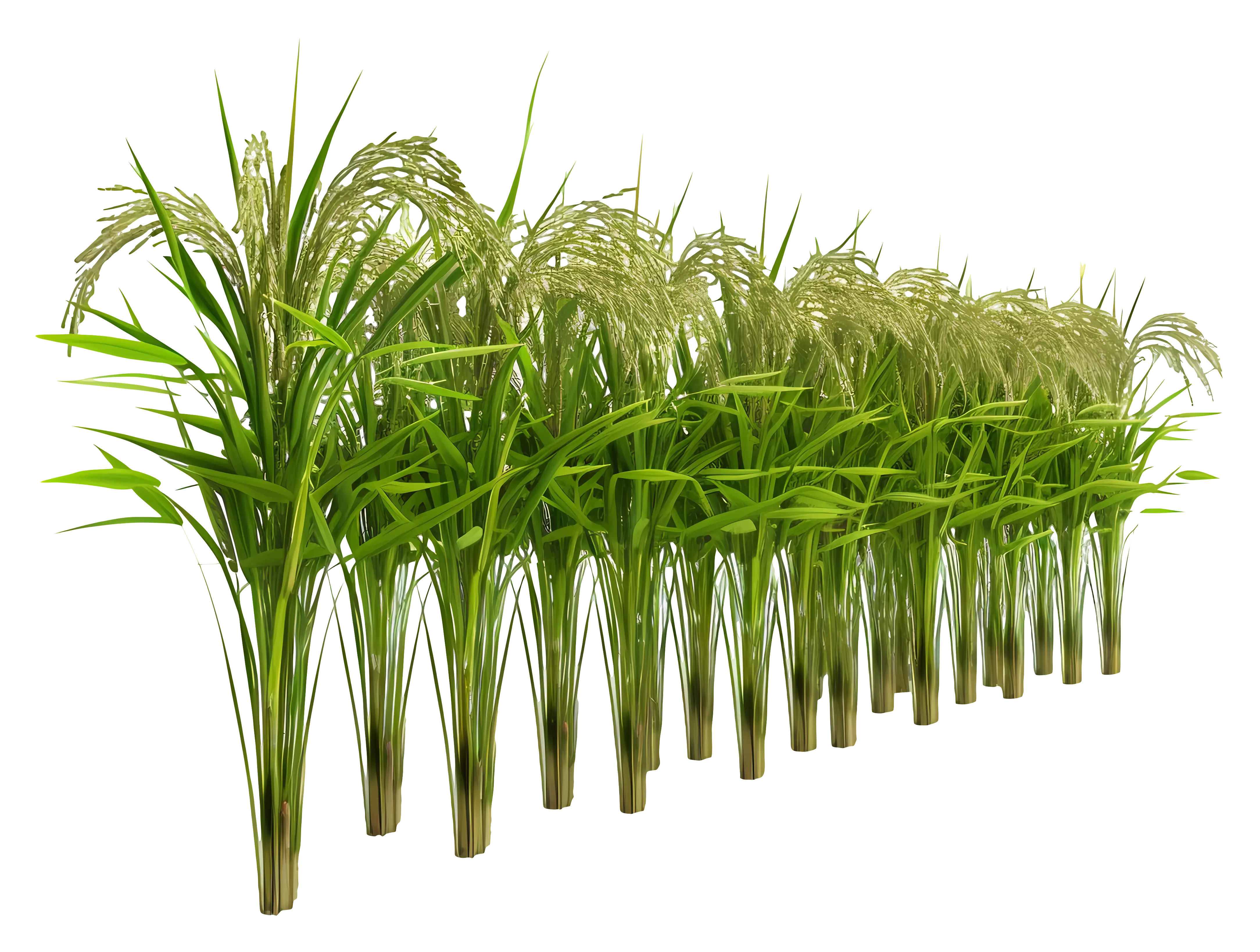 Green Rice Plants in Field