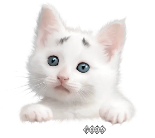 White Cat with Blue Eyes