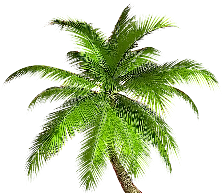 Green Palm Tree Illustration