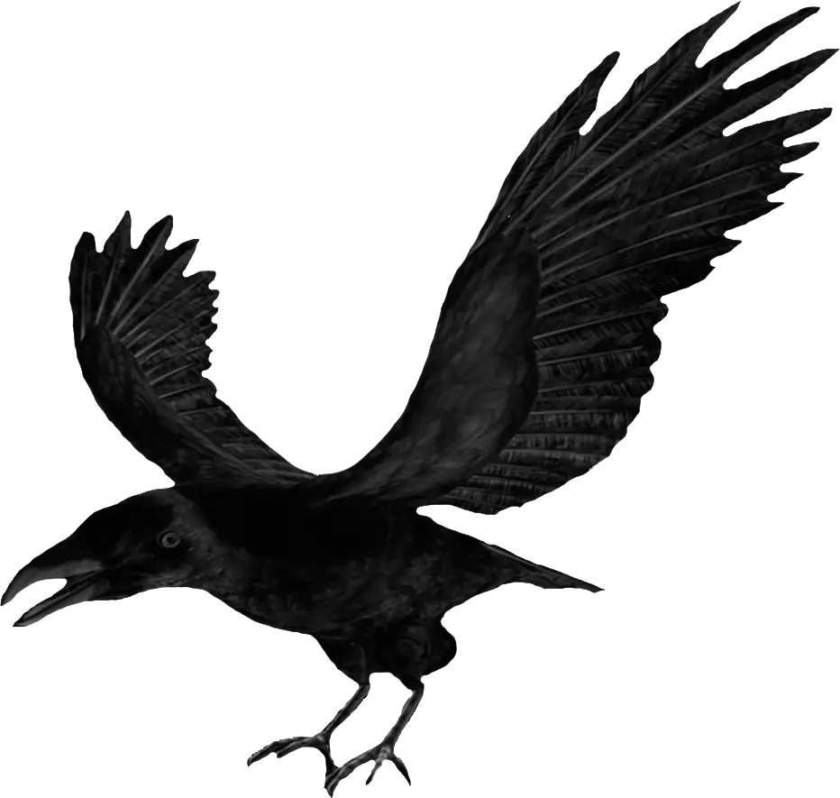Black Raven Bird in Flight
