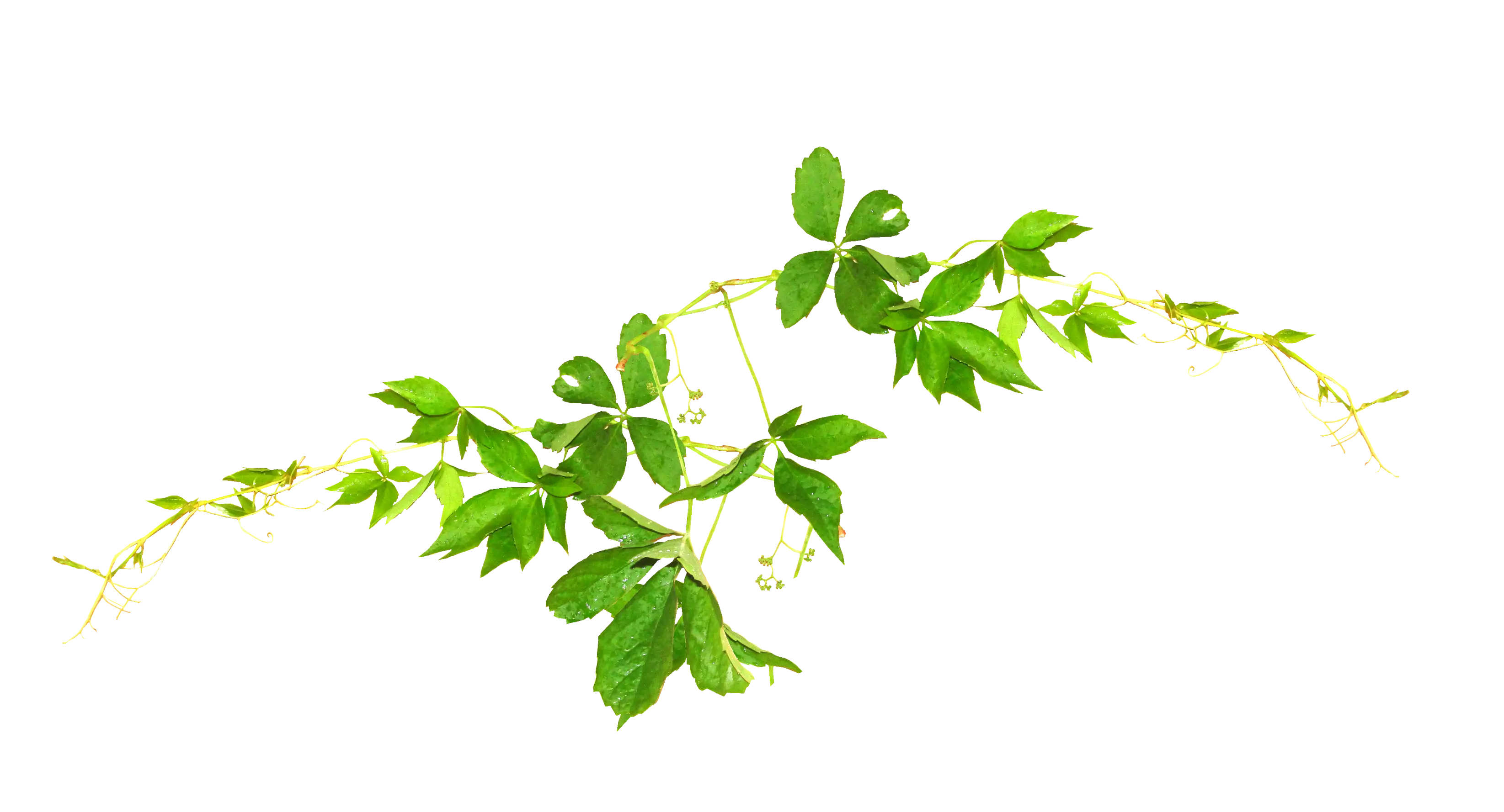 Green Vine Branch Illustration