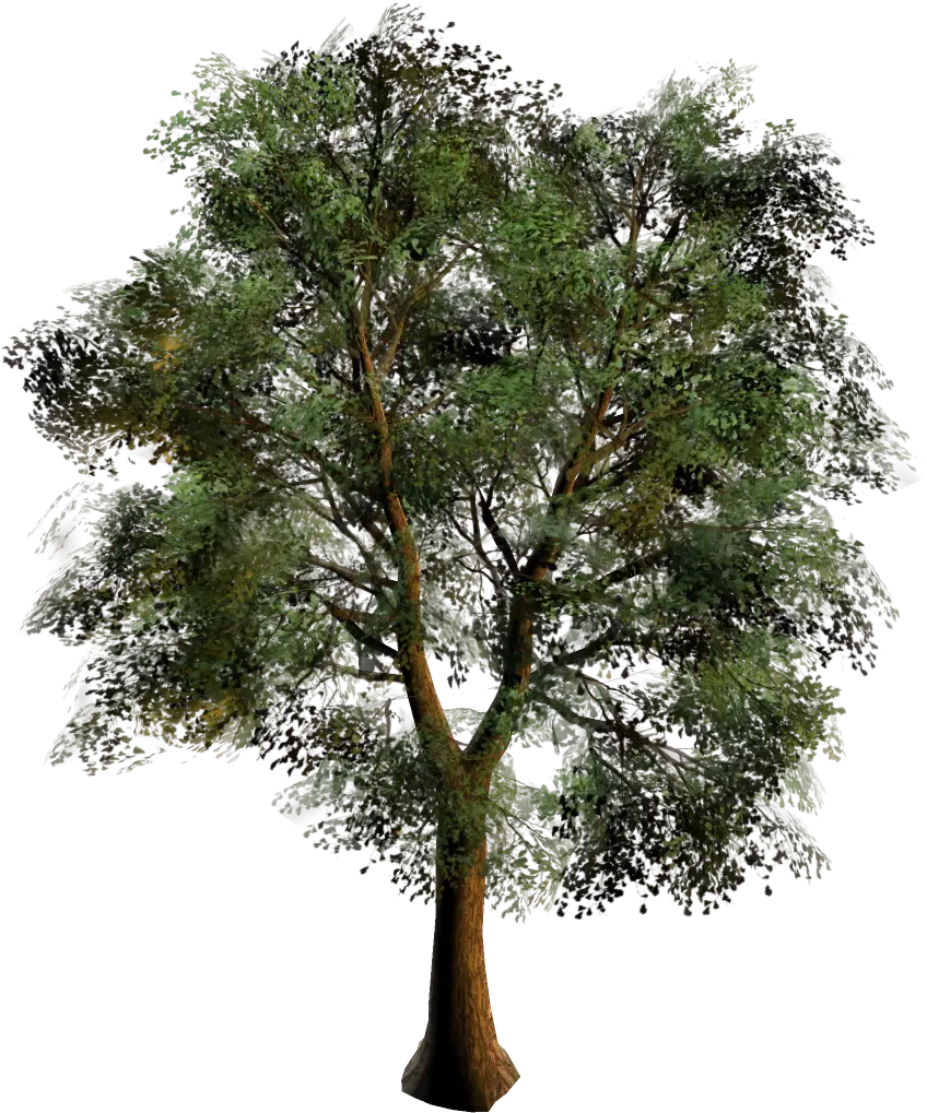 Realistic Green Tree Illustration