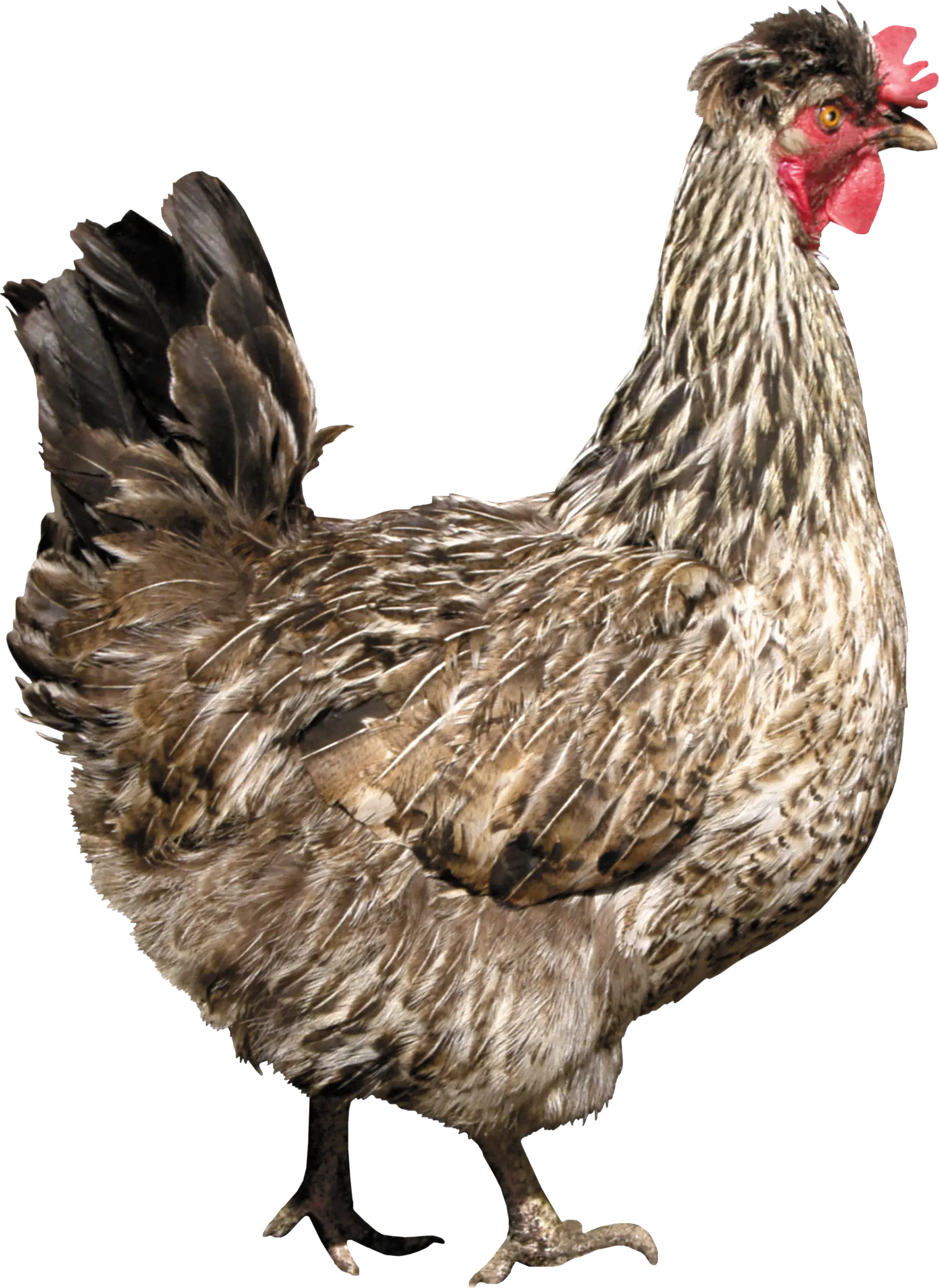 Gray Chicken with Red Comb