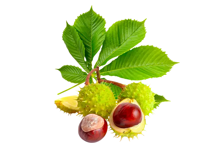Green Chestnut with Leaves