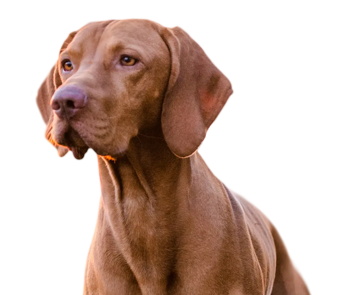 Portrait of a Brown Short-Haired Dog