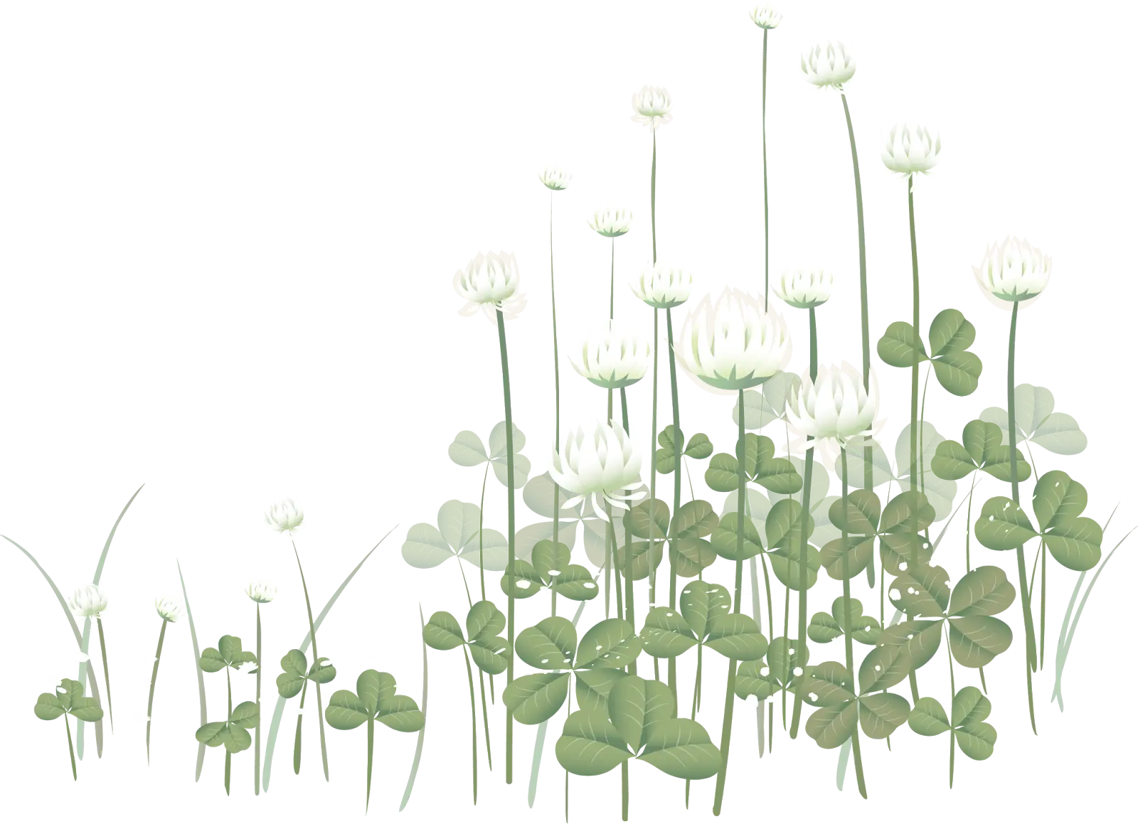 White Clover and Green Leaves Illustration