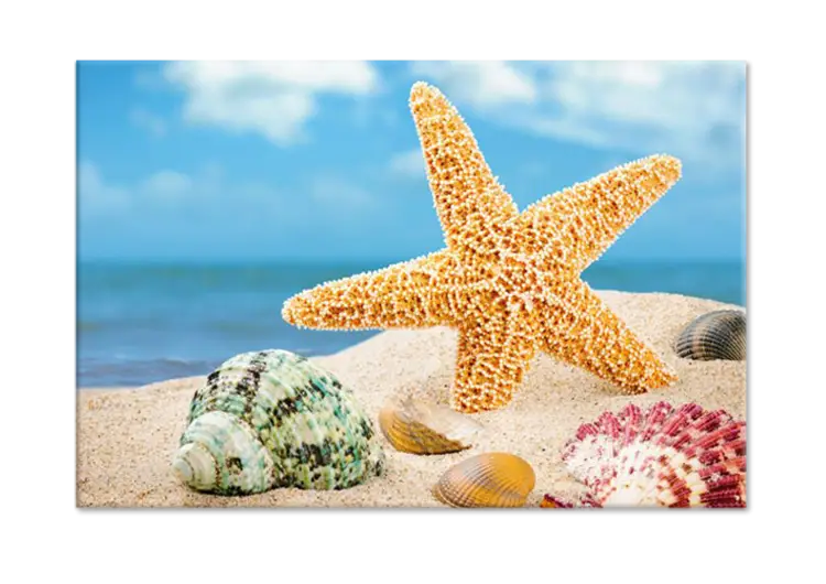 Starfish and Shells on Beach