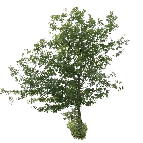 Tall Tree with Lush Green Leaves