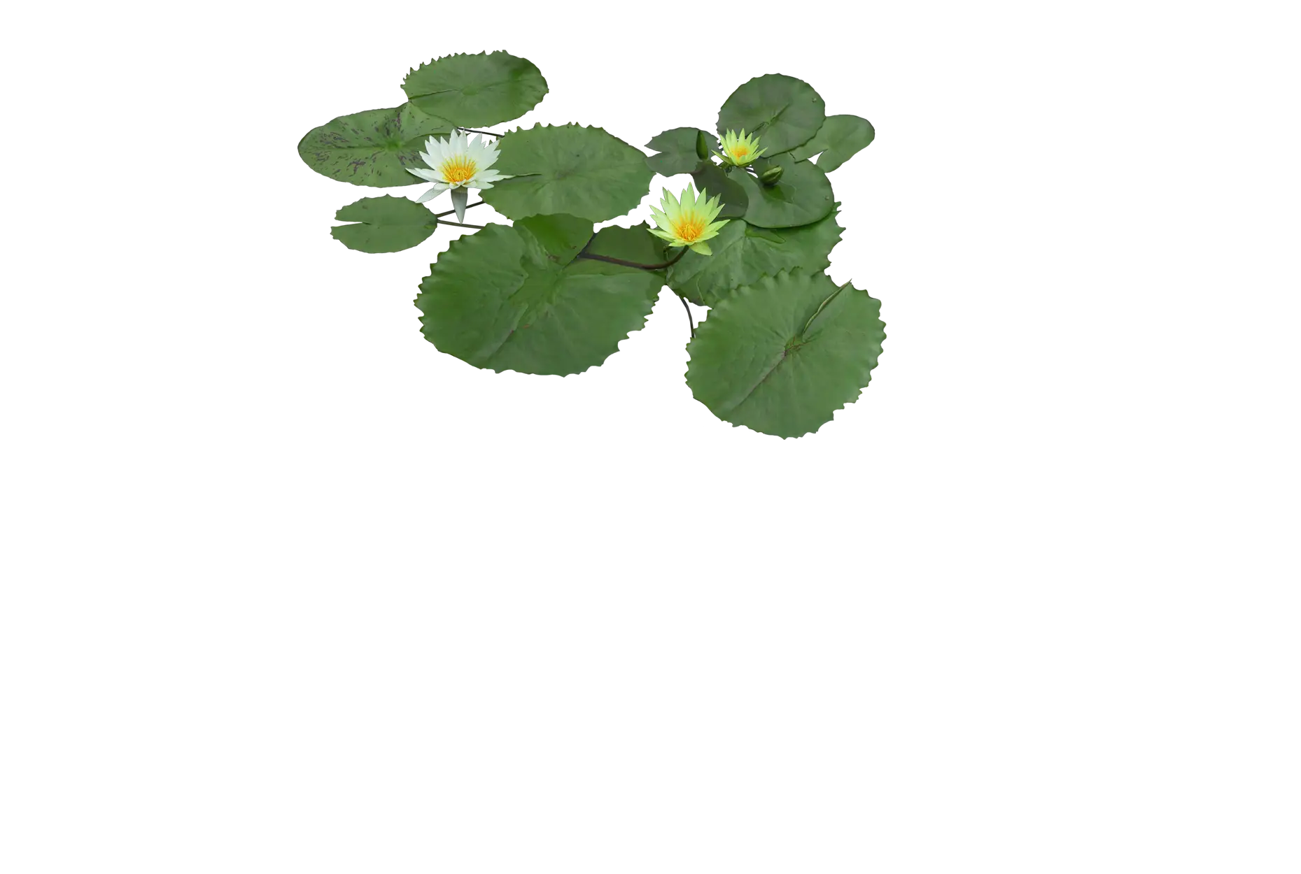 Green Water Lilies with White Flowers