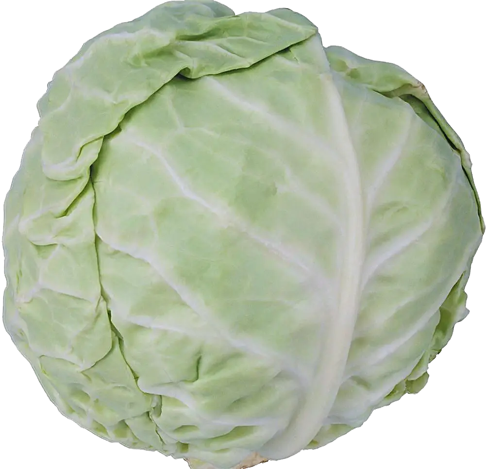 Fresh Green Cabbage Head