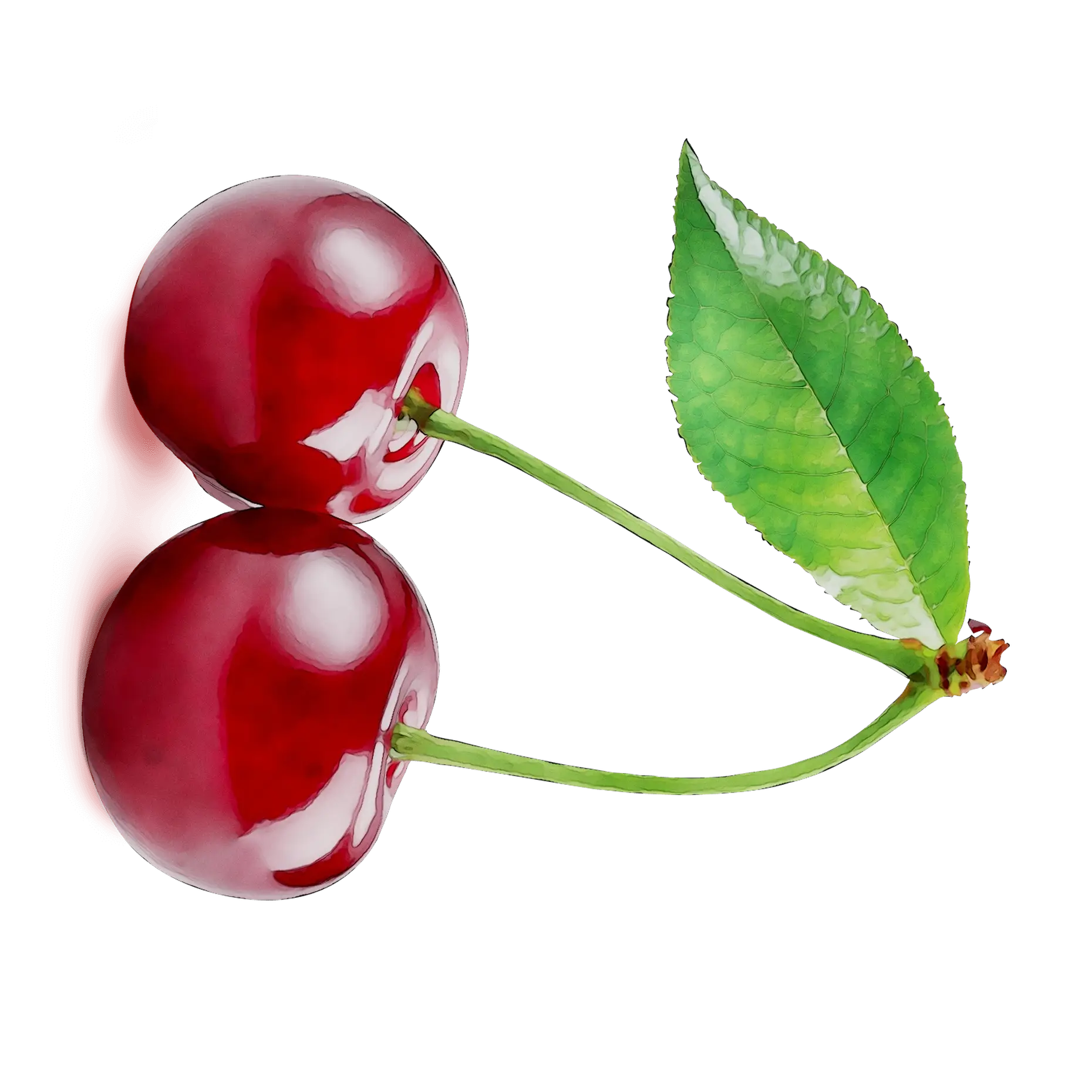 Juicy Red Cherries with Green Leaf