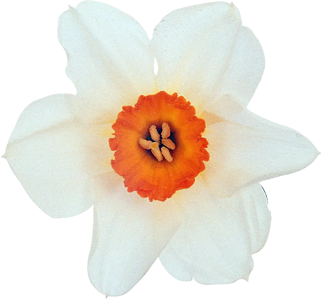Elegant White Daffodil