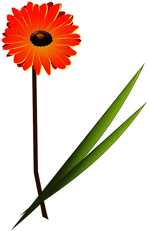 Red Gerbera Daisy Flower with Leaves