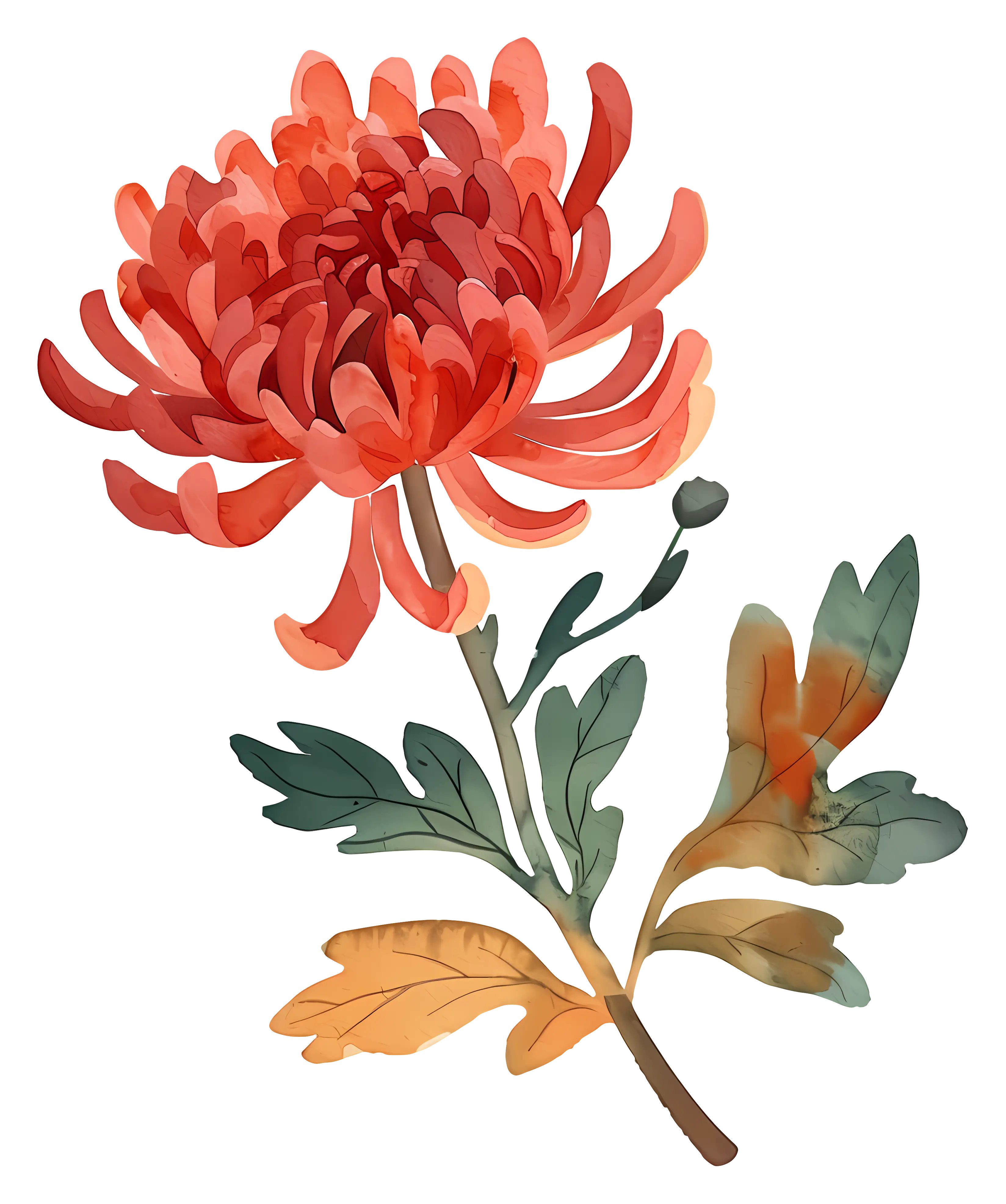 Watercolor Red Chrysanthemum Illustration