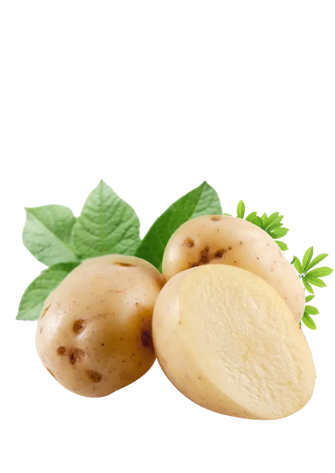 Fresh Potatoes with Leaves