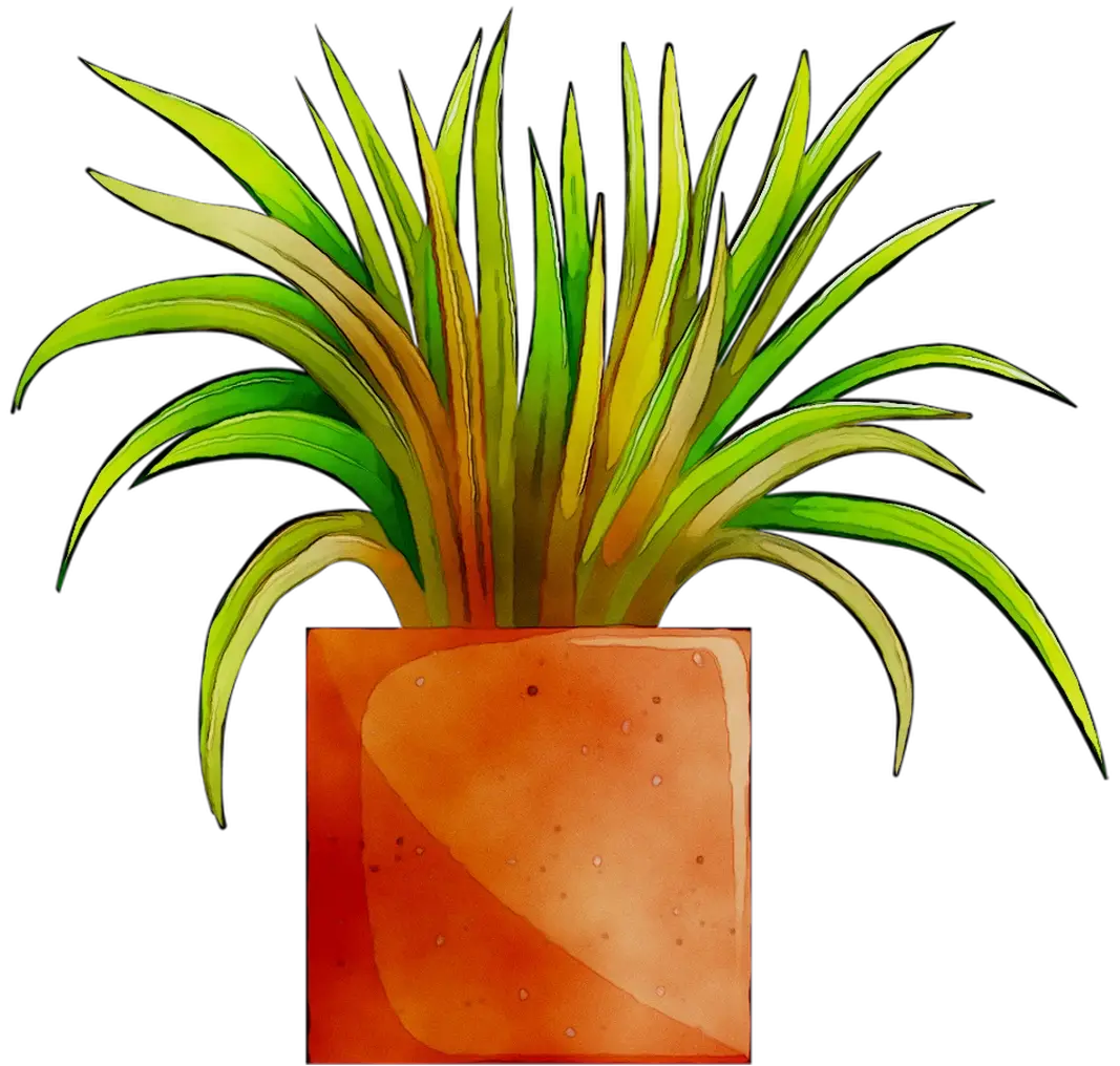 Potted Green Plant in a Terracotta Pot