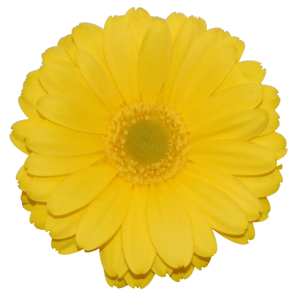 Yellow Daisy Photo