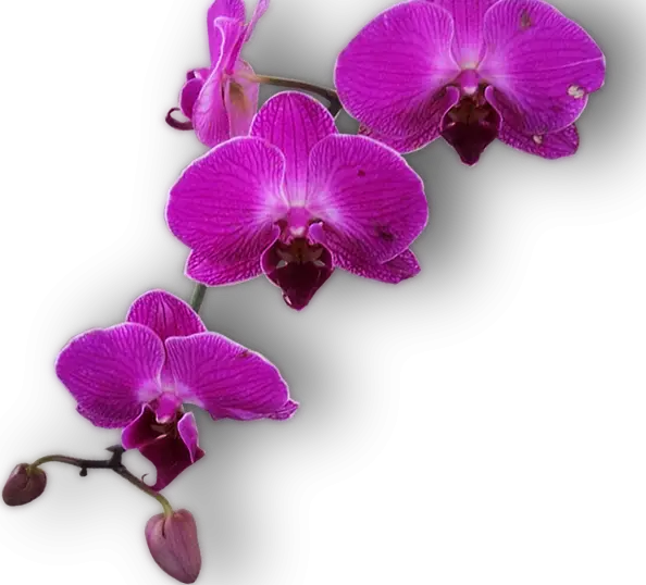 Purple Orchid Flowers in Bloom